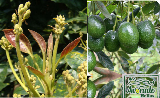 Variety Avocado Carmen Hass Greece Crete Chania